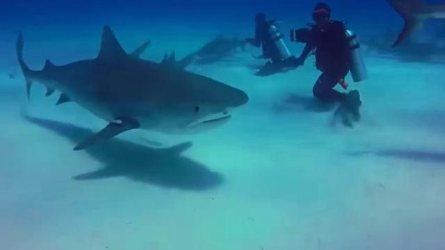 Тигровая Акула – Одна из Самых Опасных! Почему Акулы Нападают на Людей? смотреть онлайн