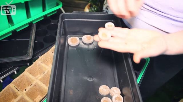 Как  вырастить петунию для балконов. Правильно выращиваем петунию из семян.