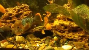 Нерест бирюзовых акар в домашних условиях