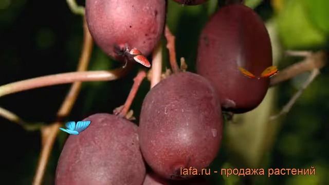 Актинидия аргута Женева (actinidia arguta geneva) ? обзор: как сажать, рассада актинидии Женева смотреть онлайн