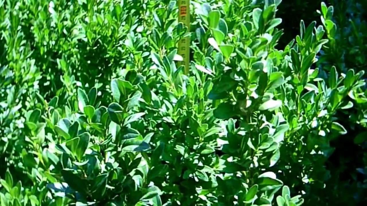 Самшит вечнозеленый (осень 2018). Саженцы самшита в питомнике "Хвойный дворик" смотреть онлайн