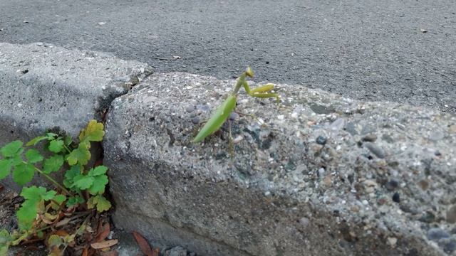 Крымский богомол, Crimean mantis смотреть онлайн