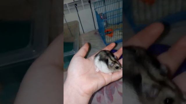 Что делать если хомяк чешется?/Почему у моего Хомяка стали большие щеки? смотреть онлайн