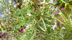 Розмарин в моем саду. Уход, размножение. / Rosemary in my garden. Care, reproduction.