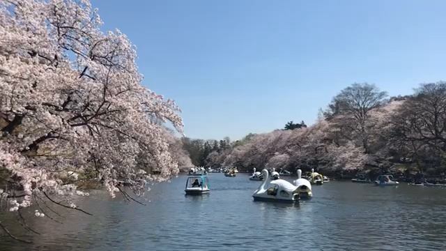 УЛЬТРОУСПОКАИВАЮЩАЯ МУЗЫКА.ЯПОНИЯ  #музыкадлядуши #музыкадлярелакса #расслабляющаямузыка #сон