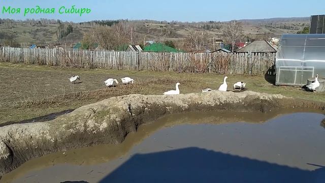 Инкубаторская гусыня занеслась и делает гнездо. Меня пугает гусак! смотреть онлайн