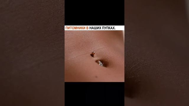 ЧЕЛ ЗАВЁЛ ТАРАКАНОВ В ПУПКЕ смотреть онлайн
