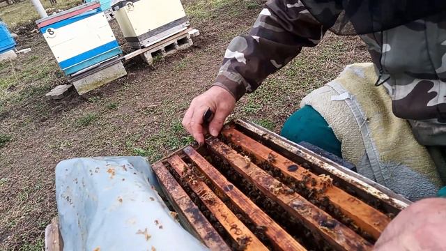 Смотрим расплод спустя десять дней после выпуска маток из изоляторов смотреть онлайн