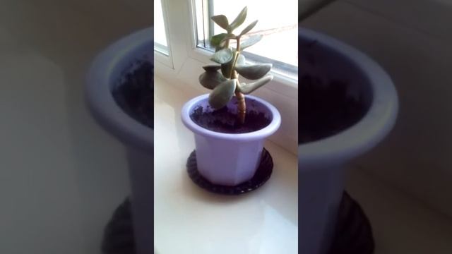 Вот так вот выглядит цветок под названием денежное дерево смотреть онлайн