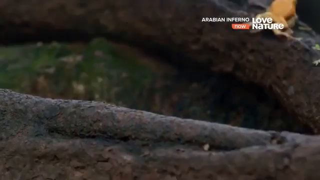 Природа в Аравийском полуострове/Nature in the Arabian Peninsula смотреть онлайн