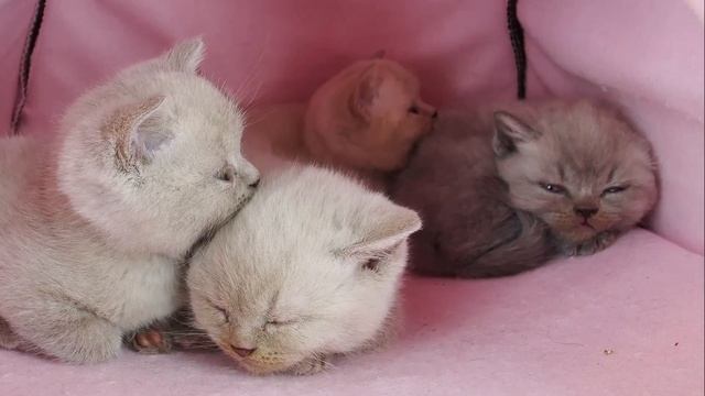 Маленькие смешные британские котята - коты и кошки 2019 - приколы с котами смотреть онлайн