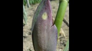 Ирисовая муха и другие вредители ирисов .