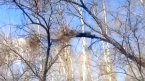 мальчик упал с дерева