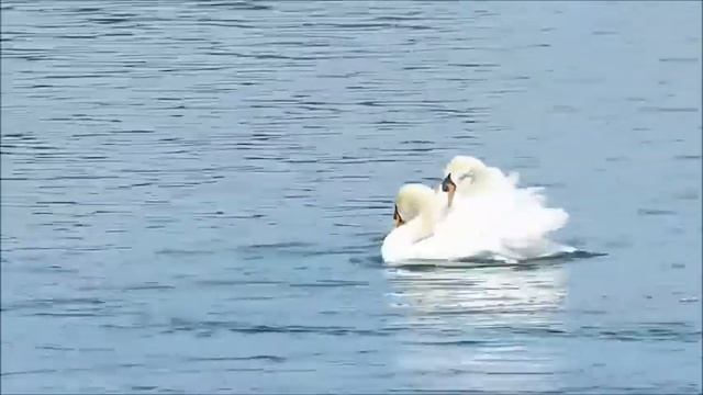 Лебеди. Танец смотреть онлайн