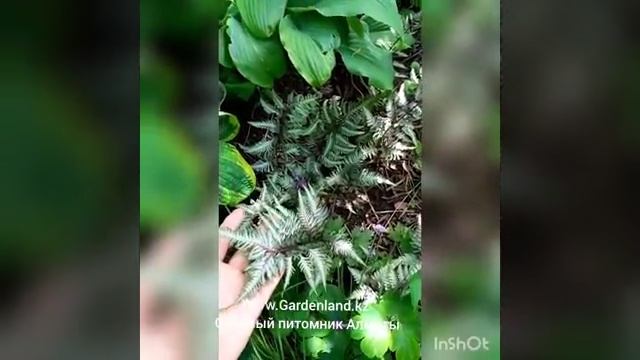 папоротник в саду. многолетники в Алматы смотреть онлайн