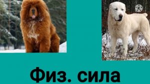 Алабай против Тибетского мастифа