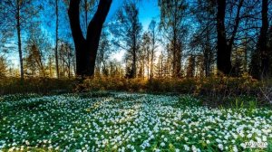 Аудио диктант "Весна в лесу" (2 класс).