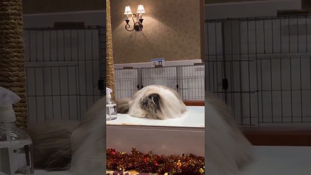 Когда показываешь гостям лучшее, что есть у тебя дома смотреть онлайн