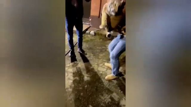 Khamzat Chimaev Plays With A Tiger Cub