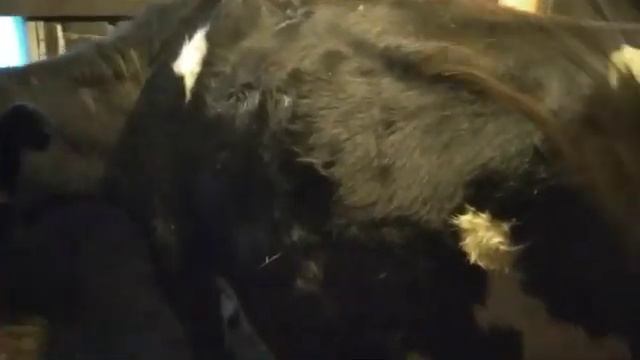 ЧТО ДЕЛАТЬ, КОРОВА РОЖАЕТ, ЧТО НУЖНО ЗНАТЬ И ДЕЛАТЬ??НАШЕ ХОЗЯЙСТВО, КОРОВЫ И НЕ ТОЛЬКО22 01 2021 р смотреть онлайн