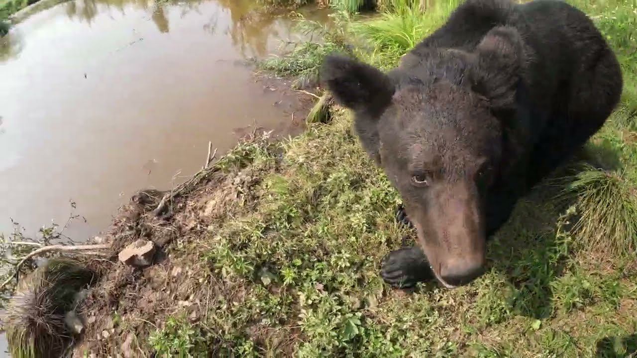 Наконец медведи дошли, добежали. смотреть онлайн