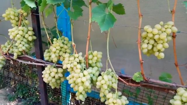 Супер урожайный виноград Настя смотреть онлайн