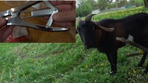 Как обезрожить взрослого козла Как обезрожить козлят Как обезрожить  резинками Сельская Жизнь