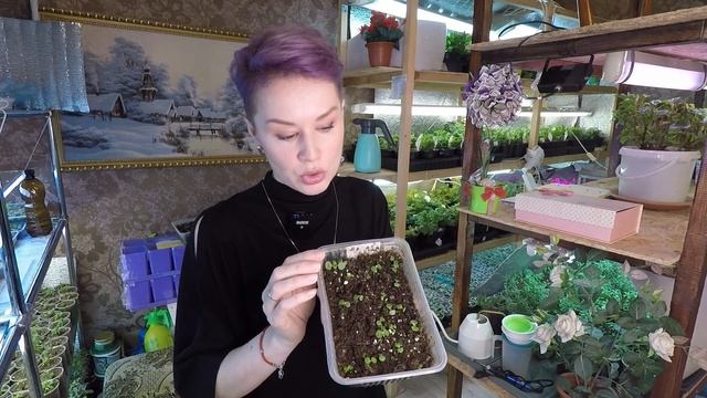 БАЛЬЗАМИН ИЗ СЕМЯН.ПЛОХАЯ ВСХОЖЕСТЬ БАЛЬЗАМИНА.2022 смотреть онлайн