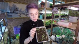 БАЛЬЗАМИН ИЗ СЕМЯН.ПЛОХАЯ ВСХОЖЕСТЬ БАЛЬЗАМИНА.2022