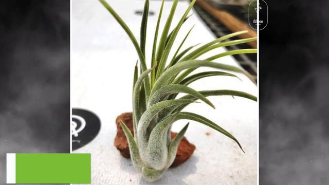 55 Jenis Tanaman Hias Tilandsia (Air Plant) & harganya смотреть онлайн