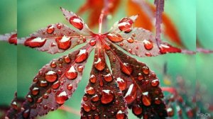 Тютчев *** Листья *** аудиостих