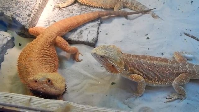 Брачные игры бородатых агам смотреть онлайн