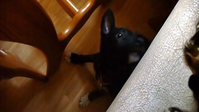 Красава-собашка ищет себе хозяев.2 смотреть онлайн