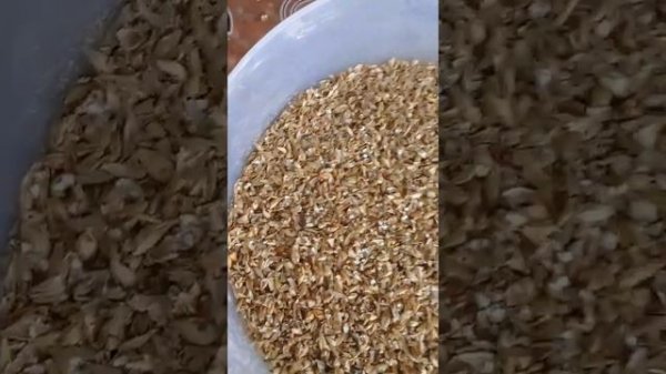 Жуки в солоде👎