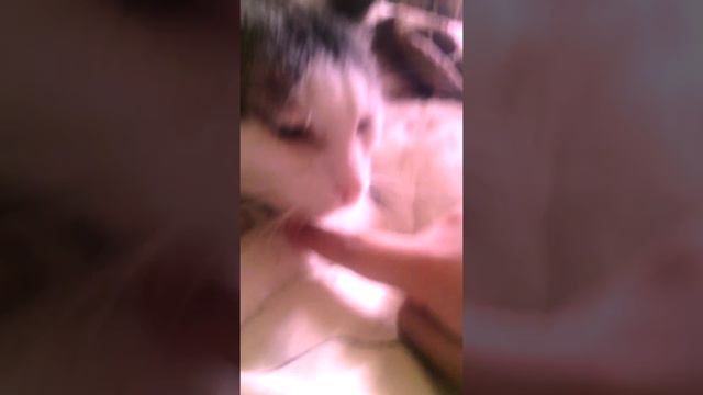 Кот кусается смотреть онлайн