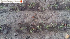 Выращивание Шпината в деталях