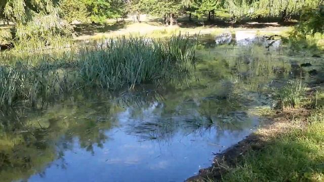 Красносельское, река Кочеты. Обзор мест для рыбалки. смотреть онлайн