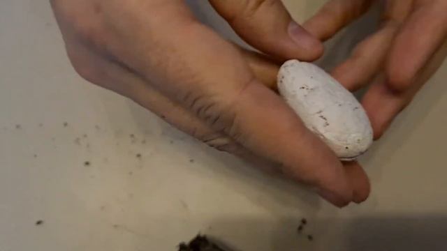 Забираем кокон у паука-птицееда Hysterocrates hercules смотреть онлайн