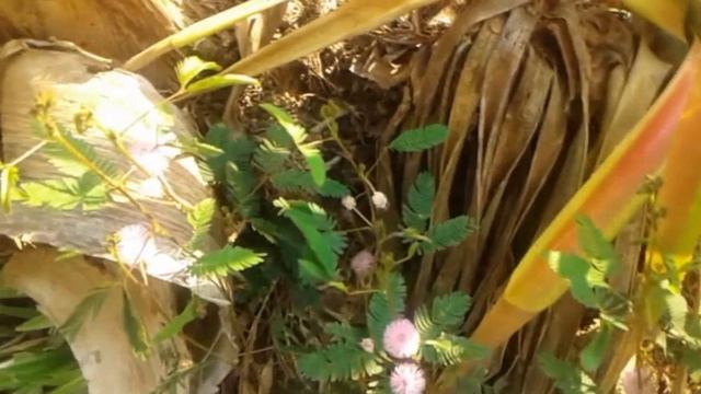 Мимоза Стыдливая / Mimosa Pudica