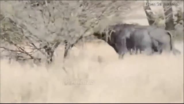 Лев против буйвола ─ лучшие моменты Бизон отпор, Король лев, чтобы сохранить канал для детей | НД смотреть онлайн