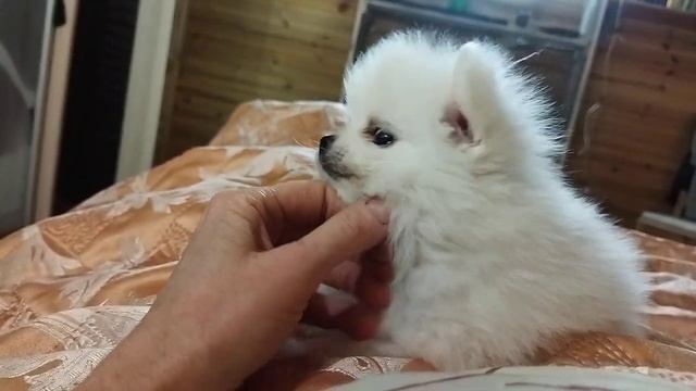 Игры белоснежных щенков, им 1,5 месяца Нижегородская область смотреть онлайн