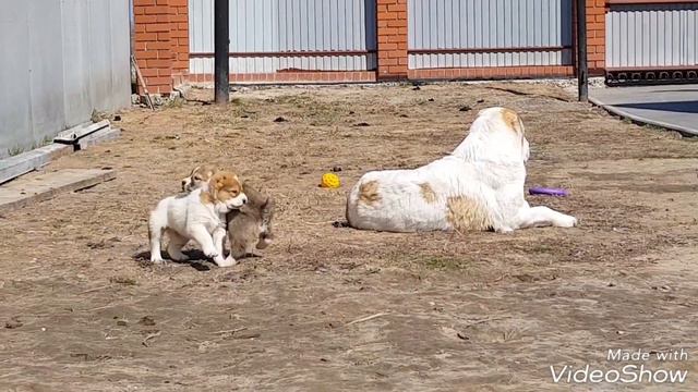 Помет - Ц от Вивы и Илюши (Тимерташ Вива Ла Дива + Тимерташ Илья Муромец)
На продажу щенки смотреть онлайн
