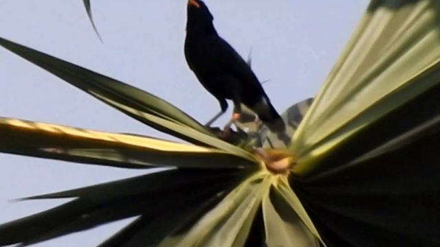 Two birds fighting on the palm trees #birds смотреть онлайн