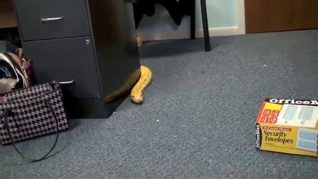 16 ft Albino Python смотреть онлайн