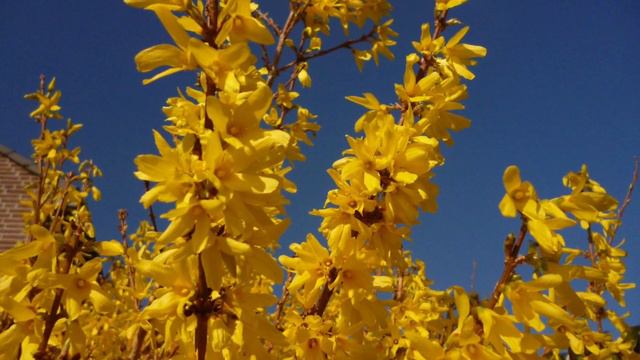 Весна! Март в Голландии.🌞🌷🏵🌸🌼🌷💙💛💚 смотреть онлайн