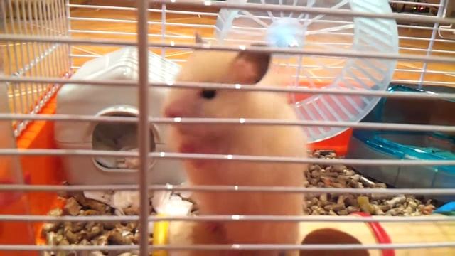 Ангорский королевский хомяк (самка)) / Royal angora Hamster смотреть онлайн