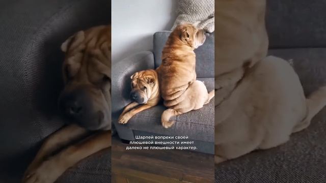 Шарпей: о породе за 30 секунд ? #шарпей #shorts смотреть онлайн