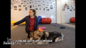 Поводок-контроллер от Антуана Наждаряна - польза или вред? Удавка с фиксатором