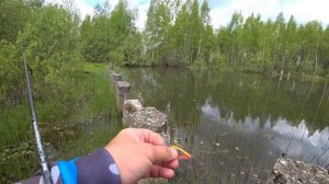 Ловля РОТАНА на силиконовые приманки!!! Крупный РОТАН обажает силикон! Ловля РОТАНА на неогруз!