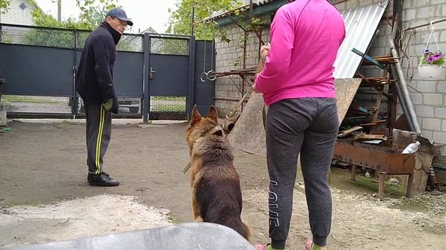 Учу собаку атаковать по команде (Фас, Чужой, Взять). смотреть онлайн